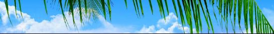 palmbranch
